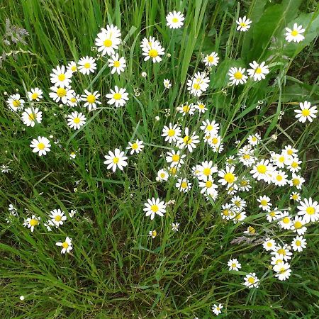 جوسلار Naturnah - Auf Wunsch: Service Inclusive المظهر الخارجي الصورة